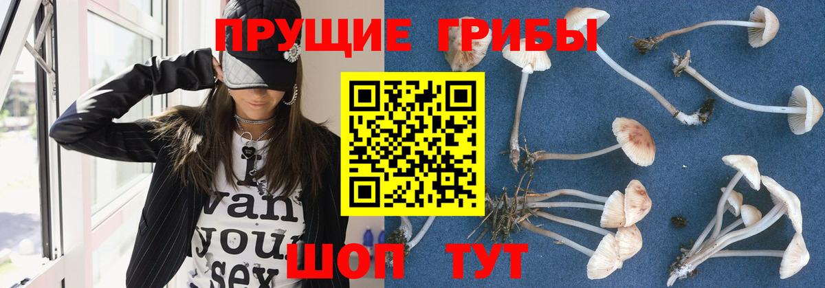 Псилоцибиновые грибы Cubensis  Вход с VPN  Галлюциногенные грибы Psilocybe  Губаха 